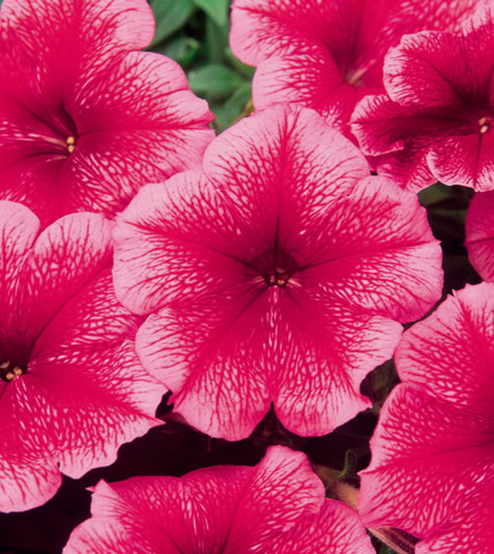 Петуния мультифлора Мираж Саммер